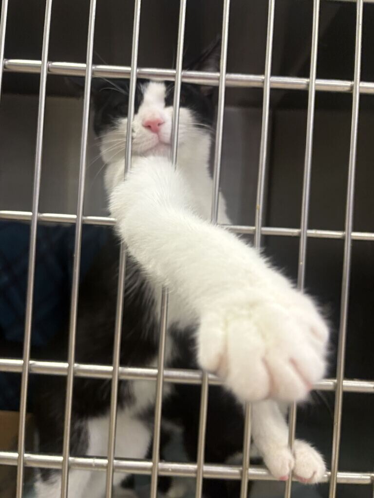 Perely - Cat