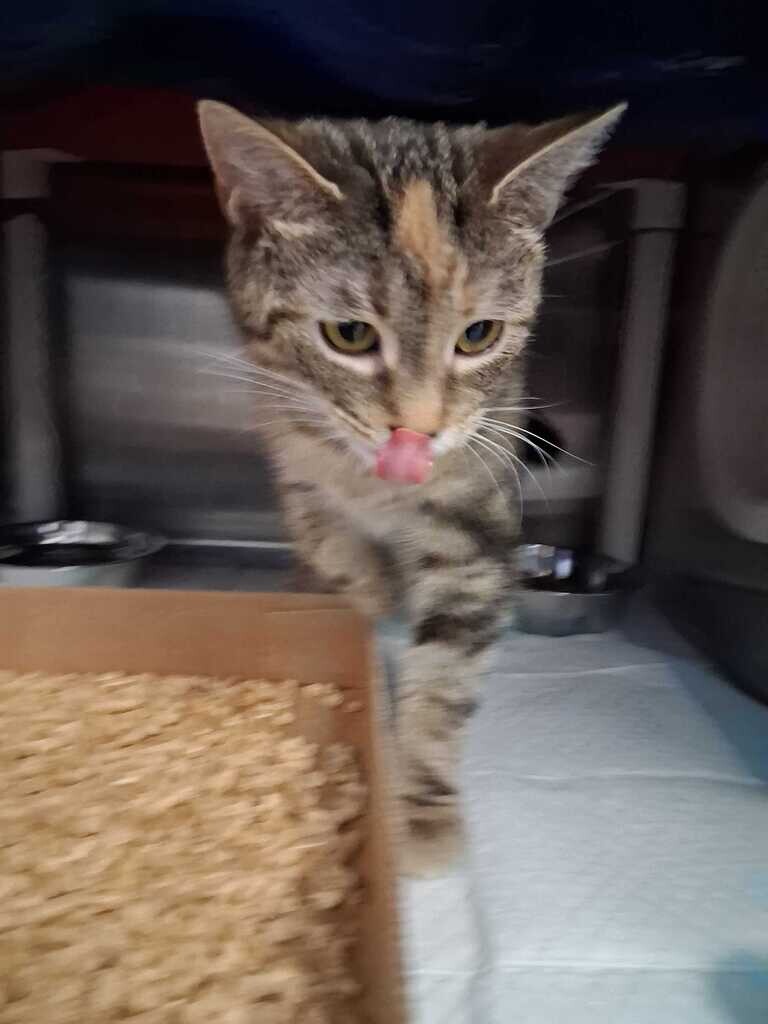 La Belle Rebel - Cat