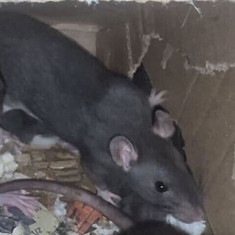 View Linseed the Rat Photo #2