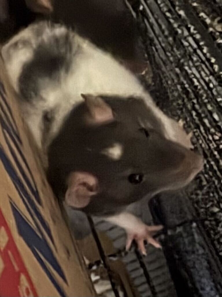 View Aril the Rat Photo #2