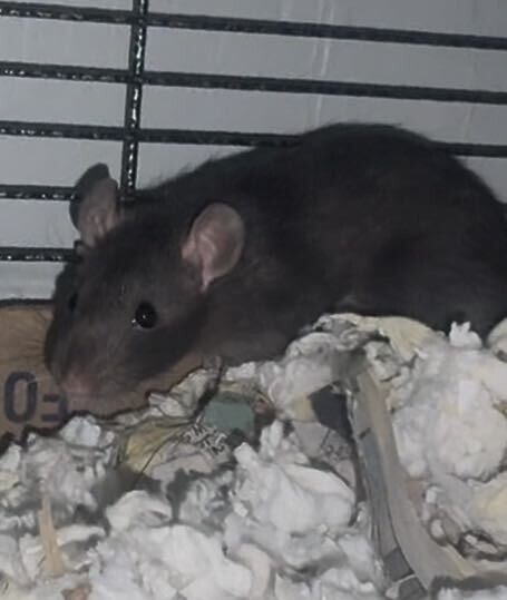 View Pepita the Rat Photo #2