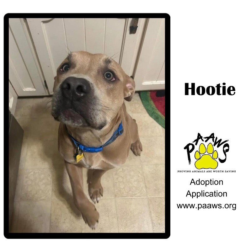 Hootie (Zuma)