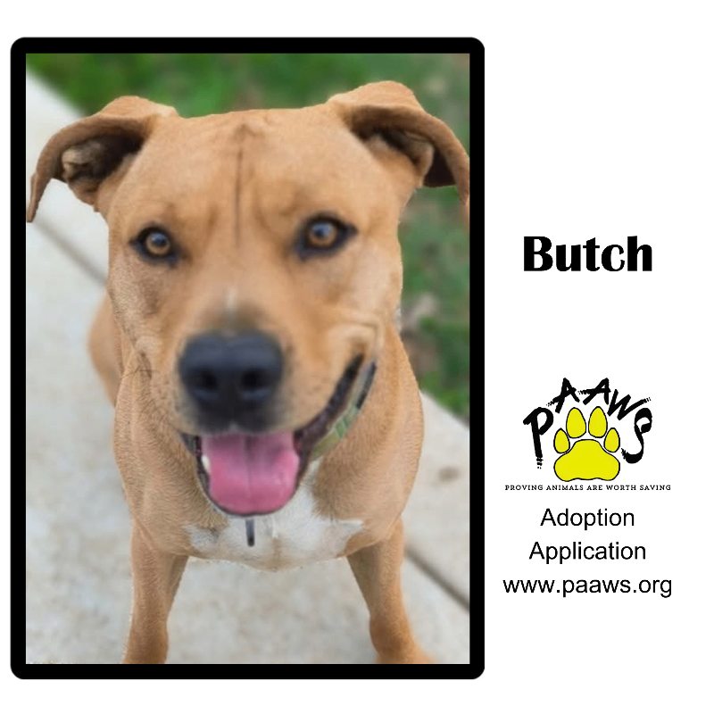 Butch