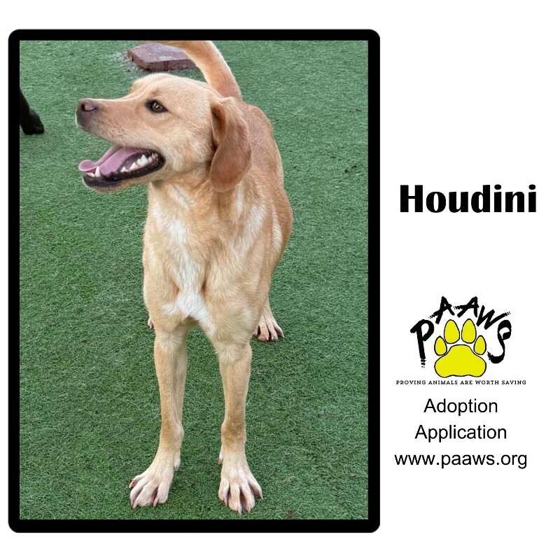 Huey (Houdini)