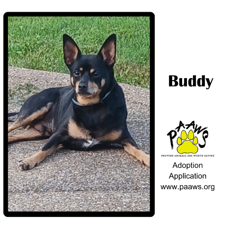 Buddy