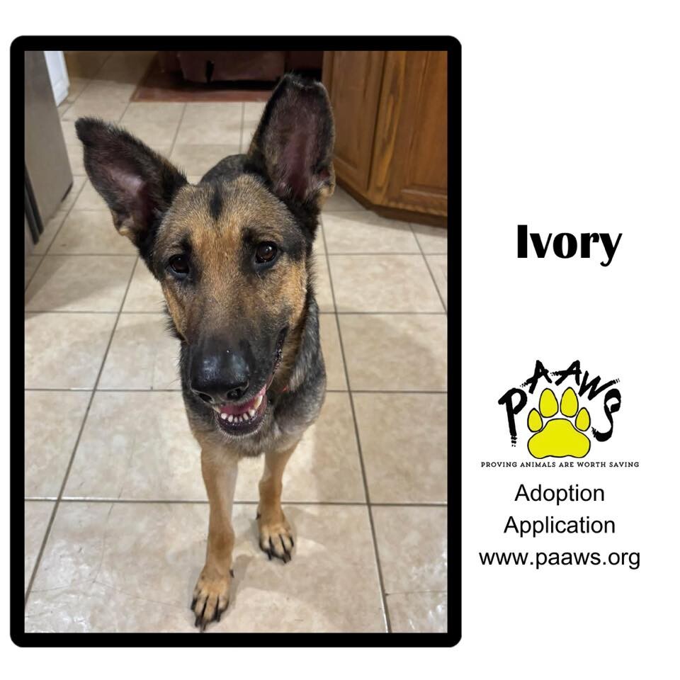 Ivory