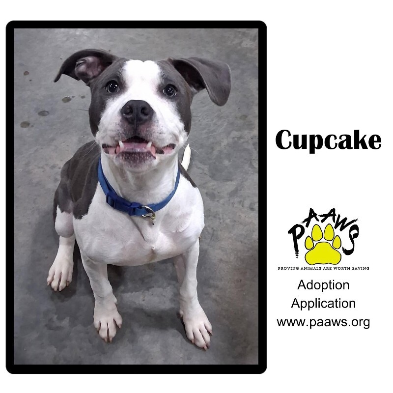 Cupcake