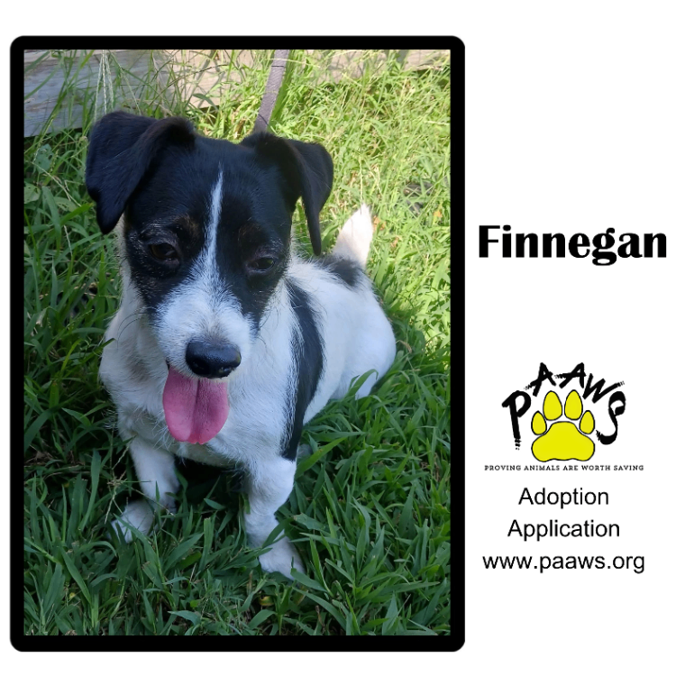 Finnegan
