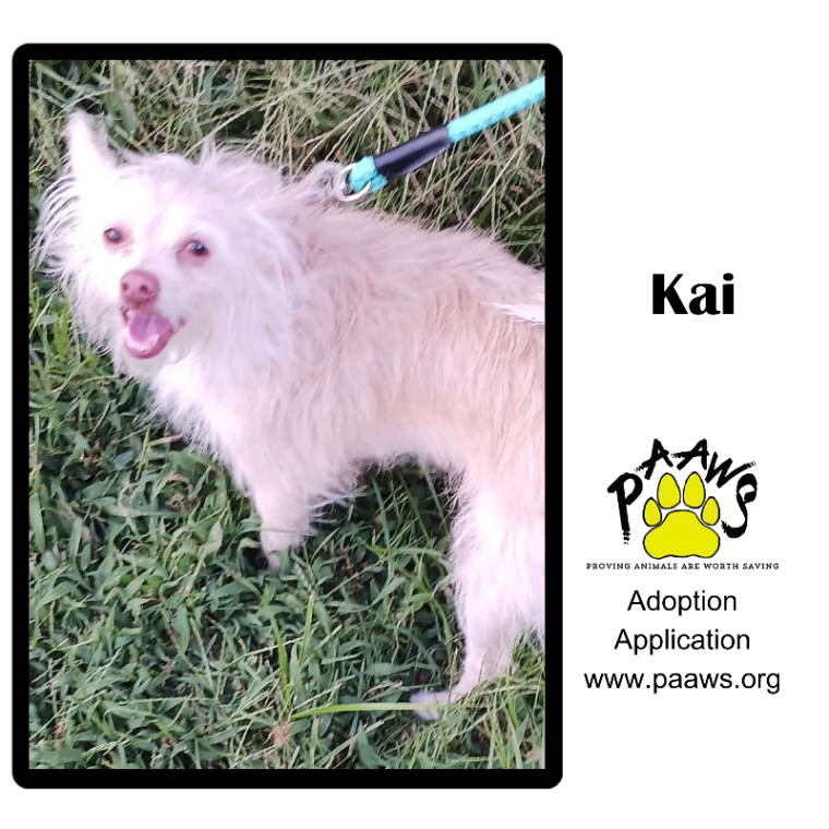 Kai
