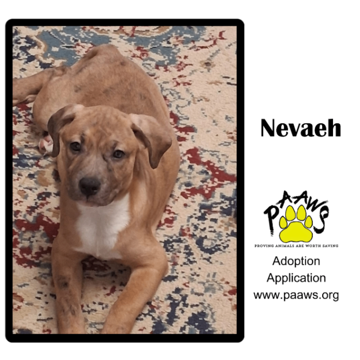 Nevaeh