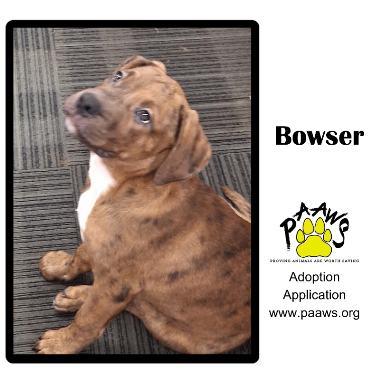 Bowser