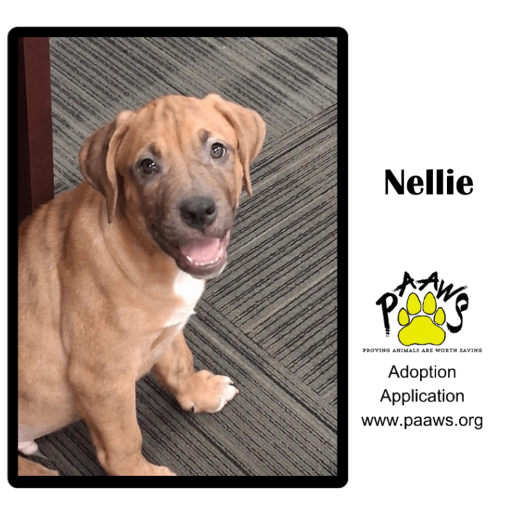 Nellie