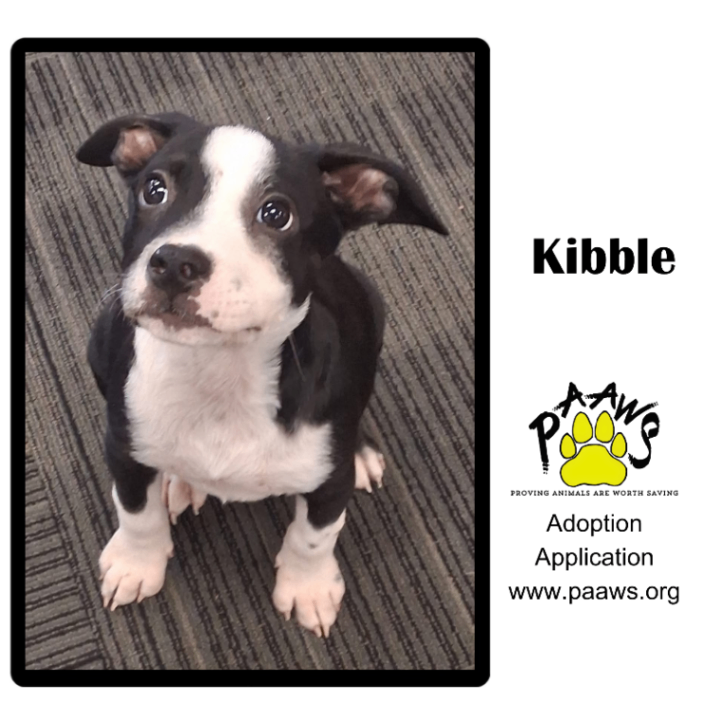 Kibble