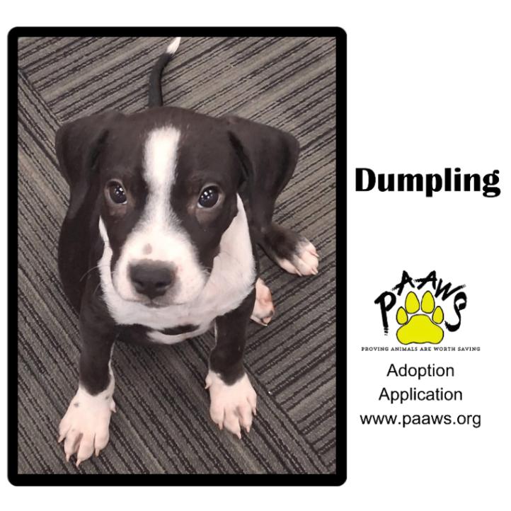 Dumpling