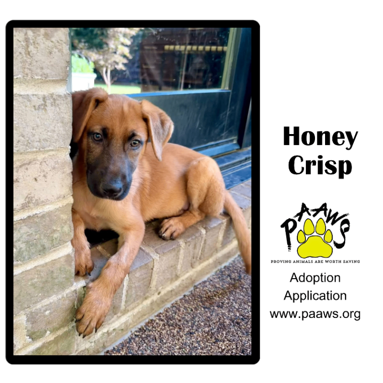 Honey Crisp