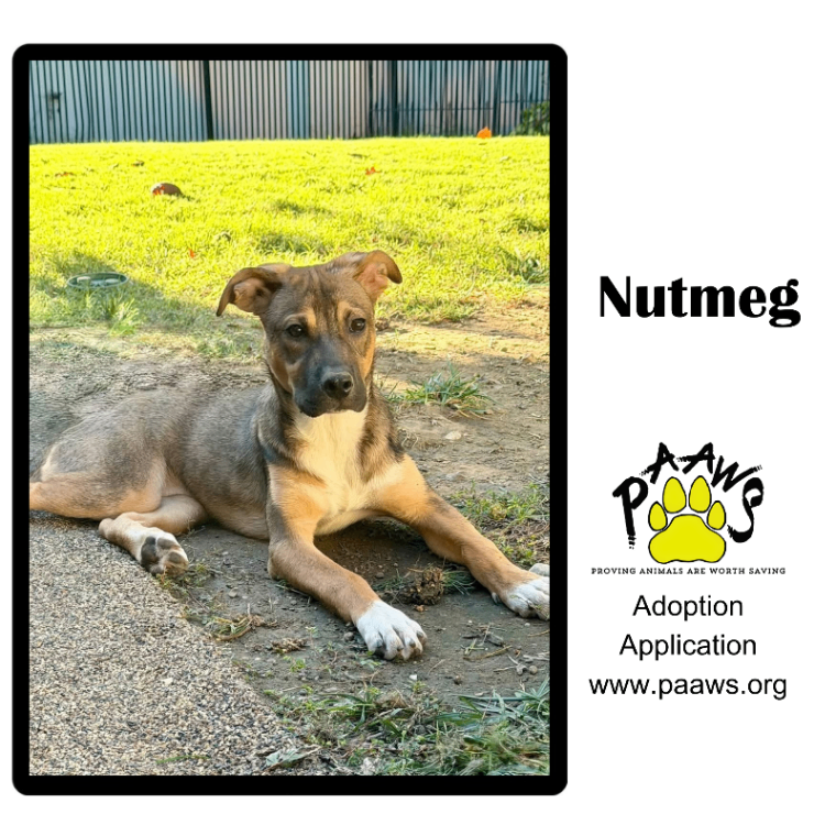 Nutmeg