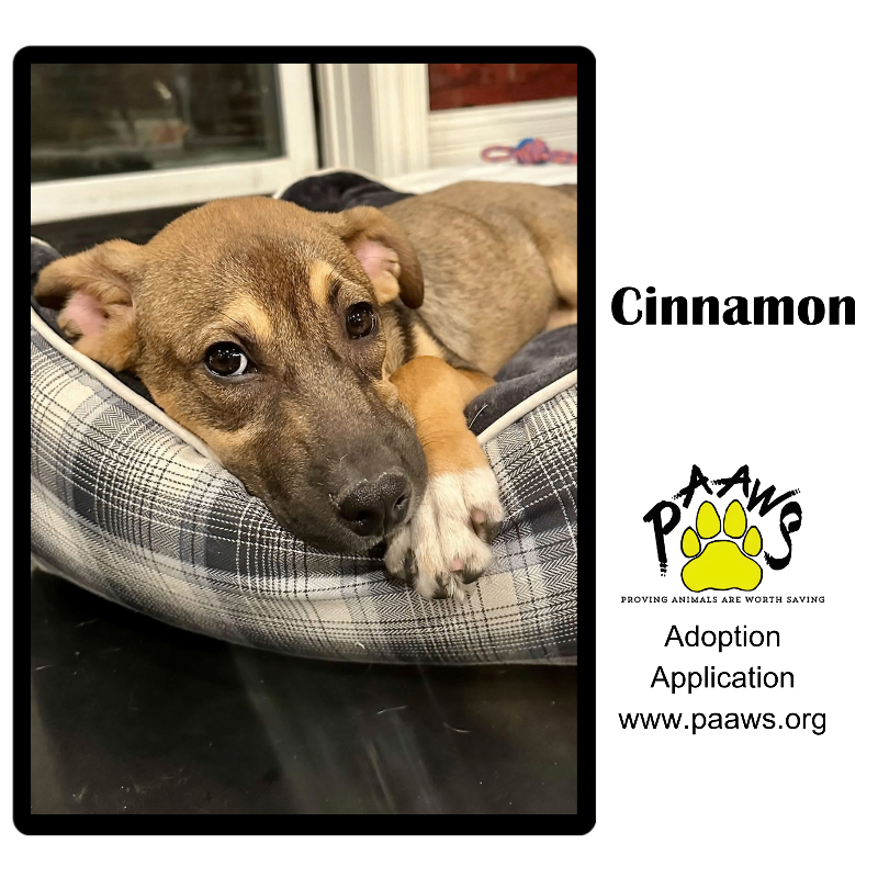 Cinnamon