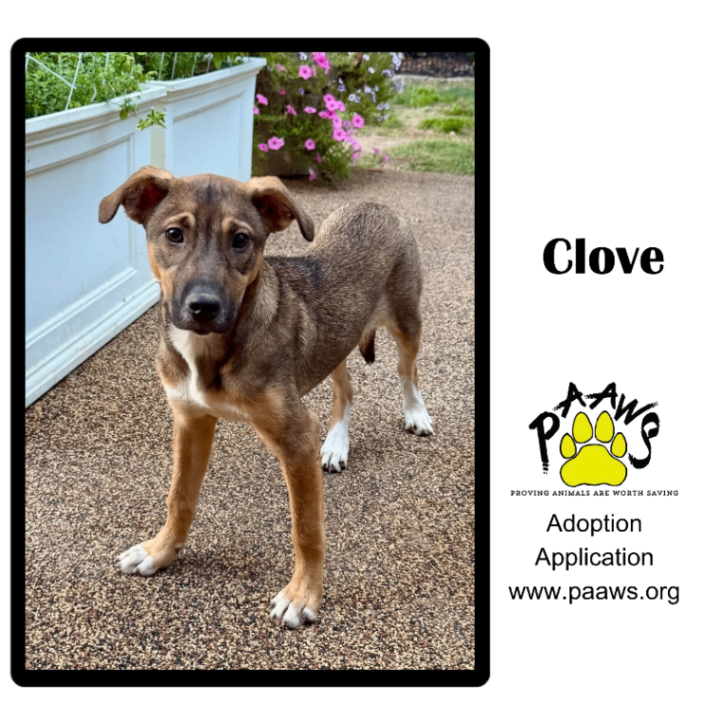 Clove