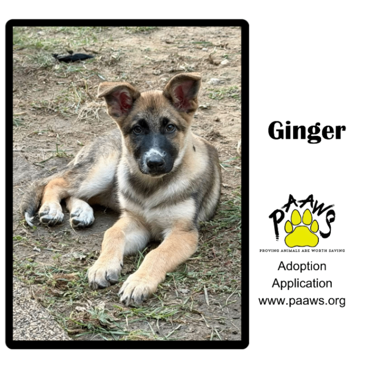 Ginger