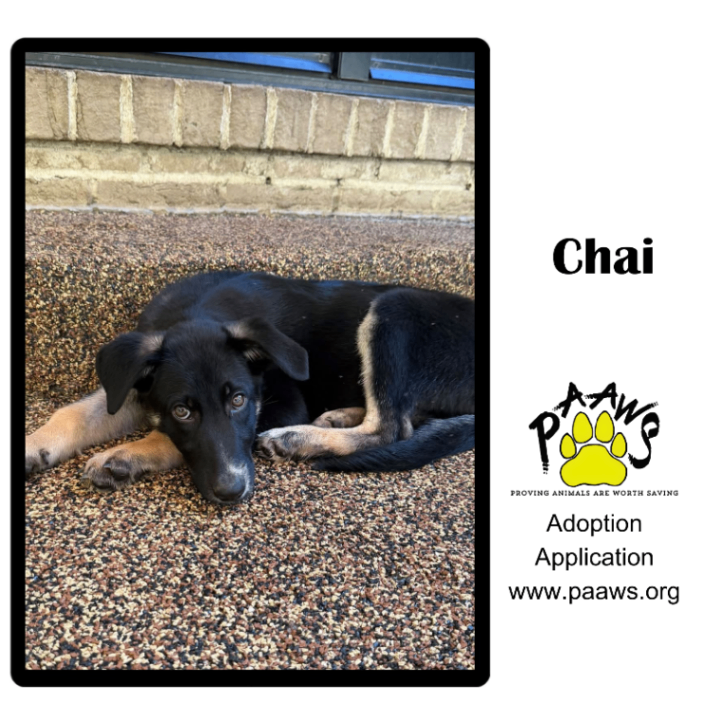 Chai