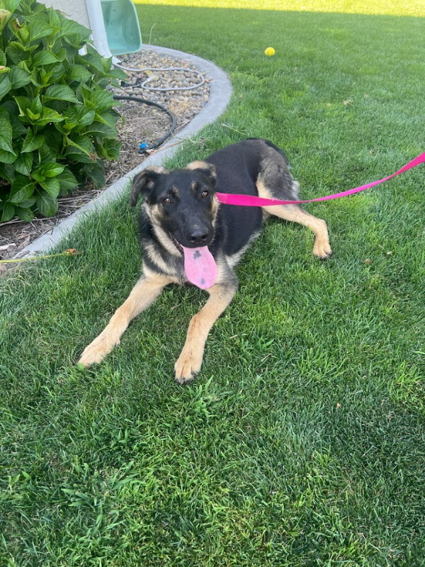 Ruger