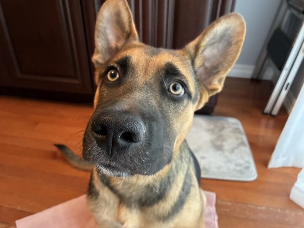 Ryker